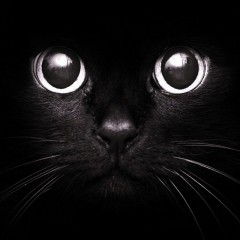 PORTFOLIO UPDATE: BLACK CATS